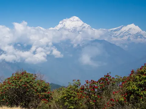 Khopra Danda Trek