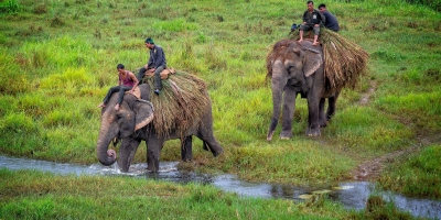 Chitawan Jungle Safari