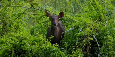 Bardia Jungle Safari