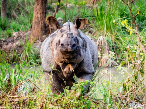 Kathmandu Chitwan Tour